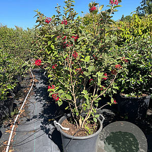 Viburnum lantana 100-125 cm 50L