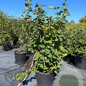 Viburnum lantana 125-150 cm 50L