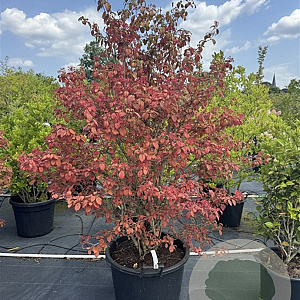 Viburnum plic. 'Watanabe' 160-180 cm cont. 80L