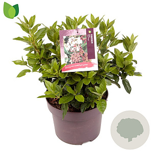 Viburnum tin. 'Eve Price' 25-30 cm 5,0L