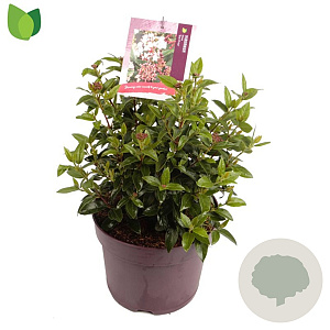 Viburnum tin. 'Eve Price' 30-35 cm 7,5L