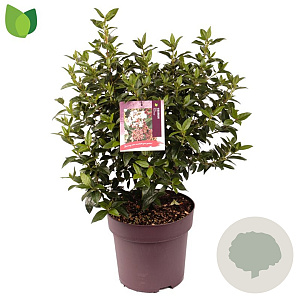 Viburnum tin. 'Eve Price' 40-45 cm 10L