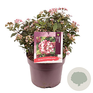 Viburnum tin. 'Gwenllian' 30-35 cm 7,5L