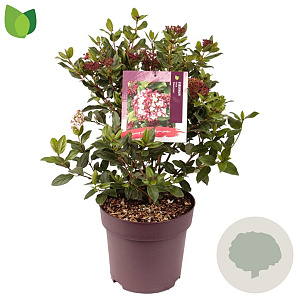 Viburnum tin. 'Gwenllian' 40-45 cm 10L