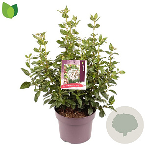 Viburnum tinus 30-40 cm 5,0L