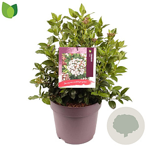 Viburnum tinus 40-45 cm 10L