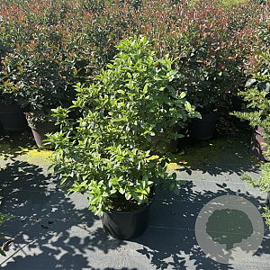 Viburnum tinus 80-100 cm 20L