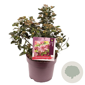 Viburnum tin. Lisarose 30-35 cm 7,5L
