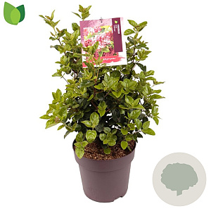 Viburnum tin. Lisarose 40-45 cm 10L