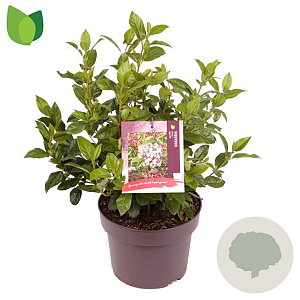 Viburnum tin. Spirit 30-40 cm 5,0L