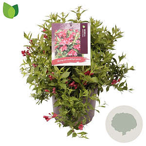 Weigela Cherry Love 30-40 cm 7,5L