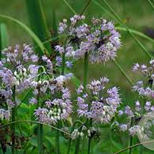 Allium cernuum GM P9