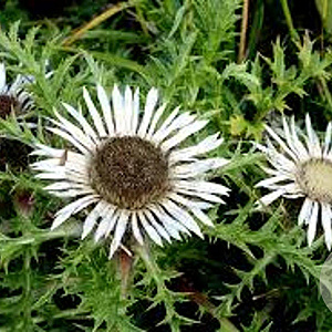Carlina acaulis simplex GM P9