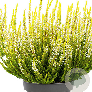 Calluna v. Beauty Ladies Agneta 10-12 cm P10,5