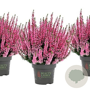 Calluna v. Beauty Ladies Monique 10-12 cm P10,5