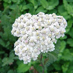 Achillea 'Alabaster' GM P9