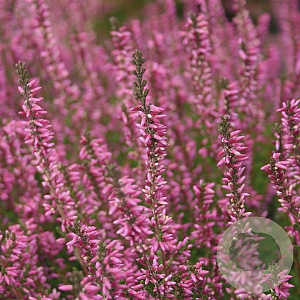 Calluna v. 'Marlies' 10-12 cm P10,5