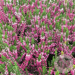 Calluna vulgaris 10 cm P10,5