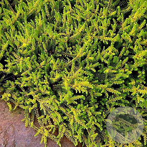Empetrum nigrum 'Bernstein' 10-12 cm P10,5
