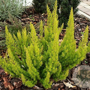 Erica arborea 'Estrella Gold' 10 cm P10,5