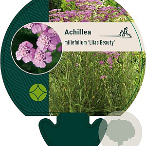 Achillea m. 'Lilac Beauty' GM P9