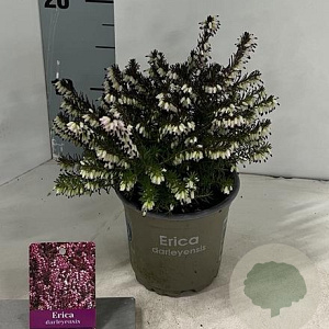 Erica darl. 'J.W. Porter' 10 cm P10,5
