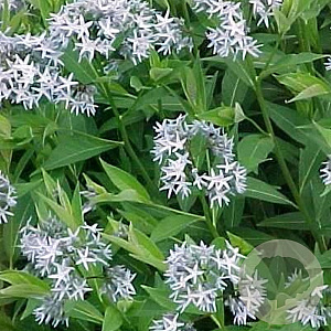 Amsonia tabernaemontana salicifolia GM P9