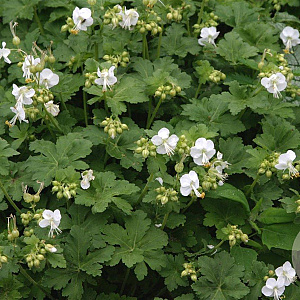 Geranium macr. 'White Ness' GM P9