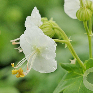 Geranium macr. 'White Ness' GM P9