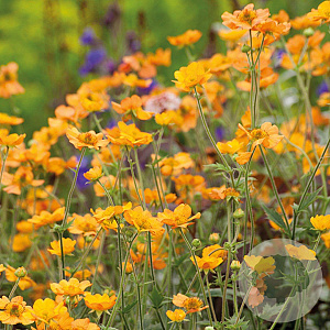 Geum 'Totally Tangerine' GM P9