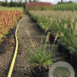 Pennisetum al. 'Little Bunny' GM 1.5