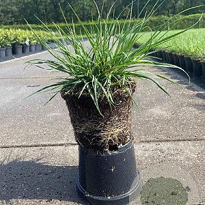 Pennisetum al. 'Little Bunny' GM 1.5