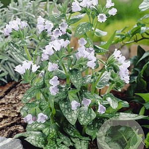 Pulmonaria 'Ocupol' GM P9