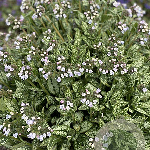 Pulmonaria 'Ocupol' GM P9
