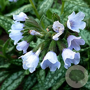 Pulmonaria 'Ocupol' GM P9