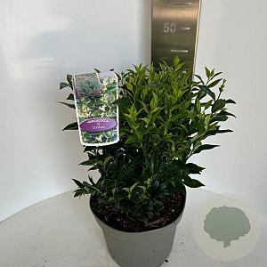 Sarcococca confusa 30-35 cm 5,0L