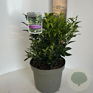 Sarcococca confusa 40-45 cm 5,0L