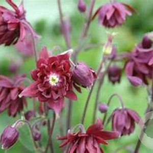 Aquilegia v. 'Ruby Port' GM P9