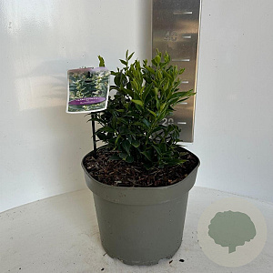 Sarcococca ruscifolia 30-35 cm 5,0L