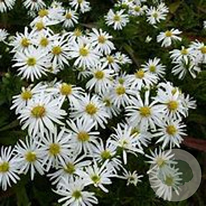 Aster (D) 'Kristina' GM P9