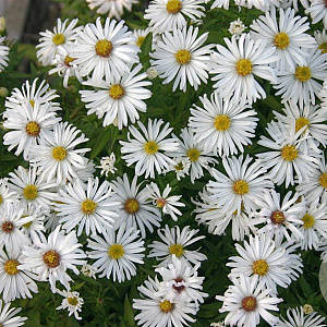 Aster (D) 'Kristina' GM P9