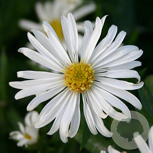 Aster (D) 'Kristina' GM P9