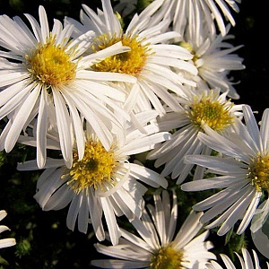 Aster (D) 'Kristina' GM P9