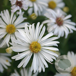 Aster (D) 'Kristina' GM P9
