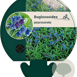 Buglossoides purpurocaerulea GM P9