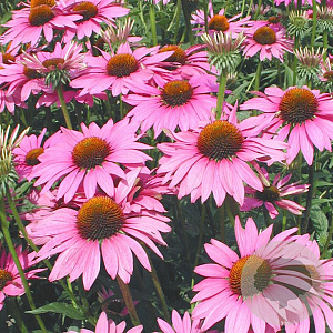 Echinacea p. 'Rubinstern' GM P9
