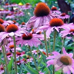 Echinacea p. 'Rubinstern' GM P9