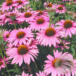 Echinacea p. 'Rubinstern' GM P9