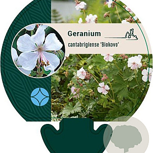 Geranium cant. 'Biokovo' GM P9