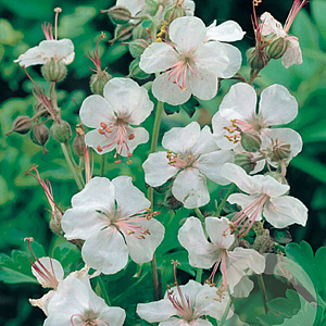 Geranium cant. 'Biokovo' GM P9